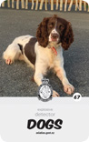 dog card : Otto